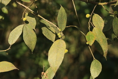 Ficus exasperata