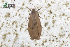 Dolgoma angulifera