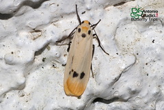 Tigrioides euchana