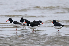 Haematopus ostralegus