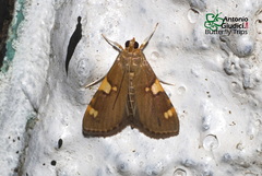 Rehimena leptophaes