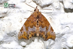 Mecistoptera violescens