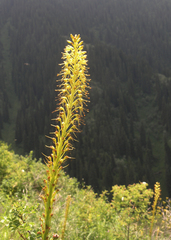 Eremurus fuscus