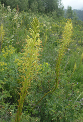 Eremurus fuscus