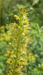 Eremurus fuscus