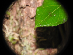 Parsonsia plaesiophylla