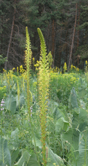 Eremurus fuscus