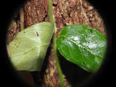 Parsonsia plaesiophylla