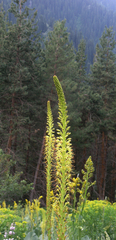 Eremurus fuscus