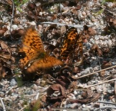 Boloria chariclea