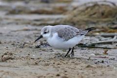 Calidris alba