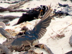 Hirundo rustica rustica