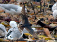 Hirundo rustica rustica