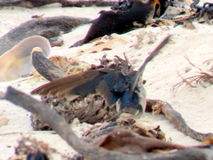 Hirundo rustica rustica