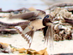 Hirundo rustica rustica