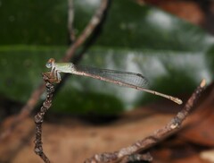Ceriagrion aeruginosum
