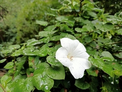 Calystegia tuguriorum