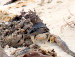 Hirundo rustica rustica