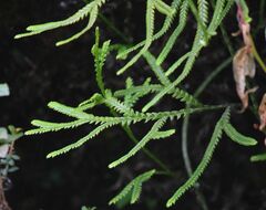 Diphasiastrum thyoides