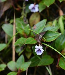 Viola stipularis