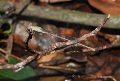 Ceriagrion aeruginosum