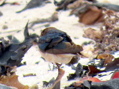 Hirundo rustica rustica