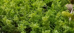 Tortella