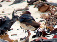 Hirundo rustica rustica