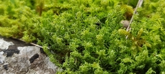 Tortella