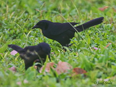 Molothrus oryzivorus