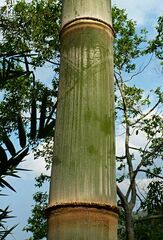 Dendrocalamus giganteus