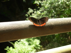 Biblis hyperia