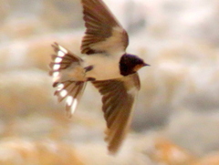 Hirundo rustica rustica