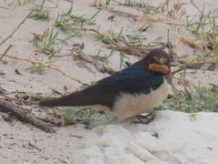 Hirundo rustica rustica