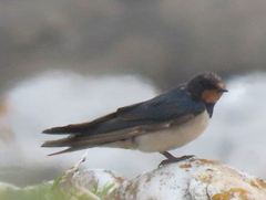 Hirundo rustica rustica