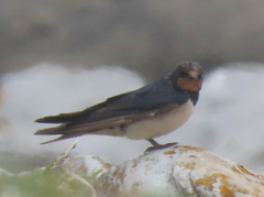 Hirundo rustica rustica