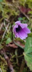 Anemone hortensis