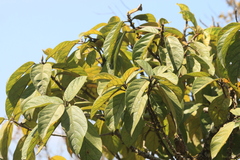 Ficus hispida