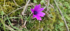 Anemone hortensis