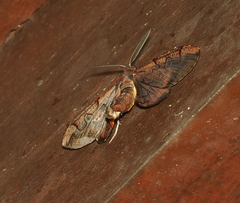 Hypochrosis binexata