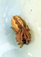 Pachygnatha clercki