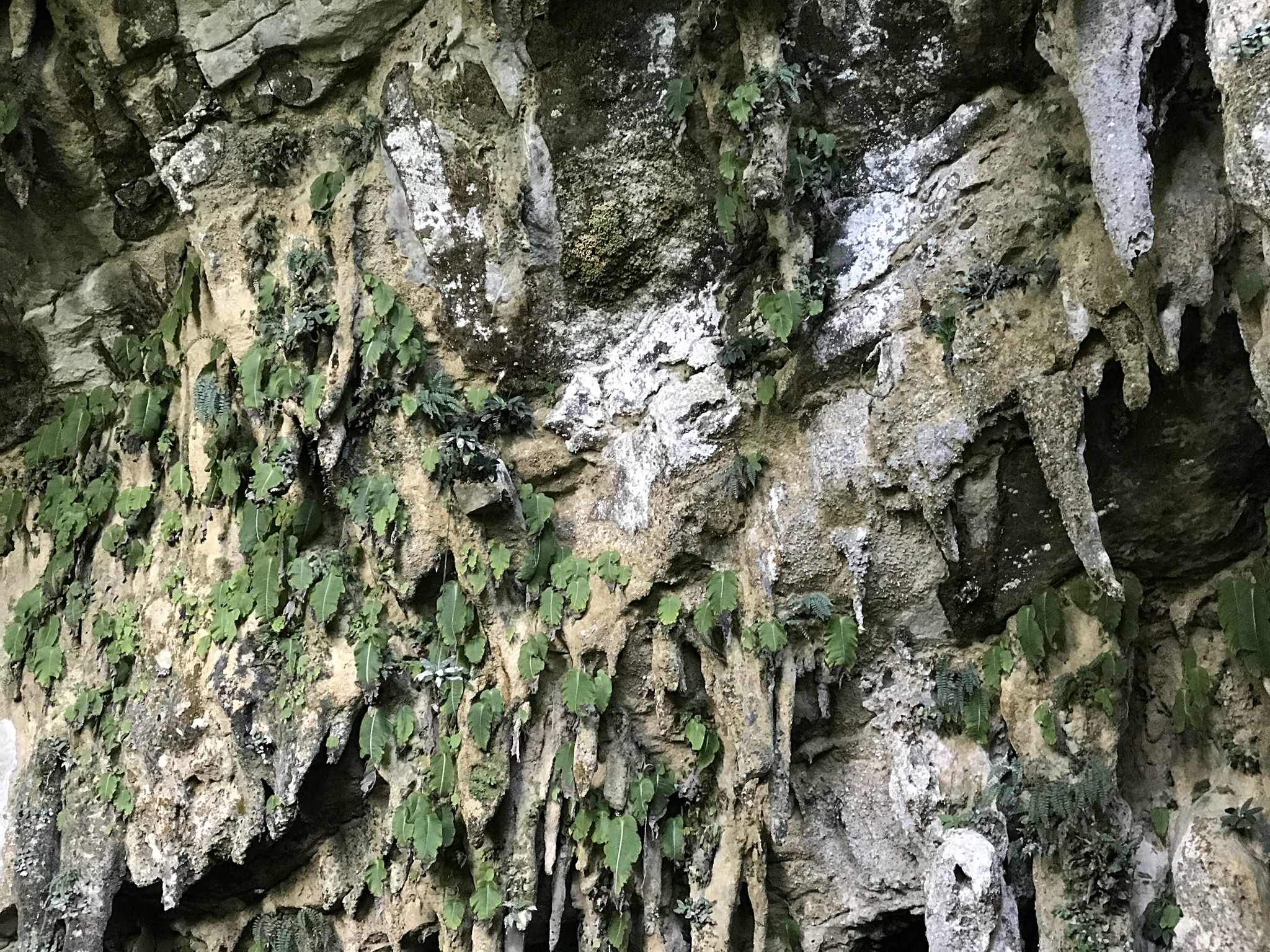 Monophyllaea pendula