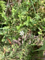 Stellaria flaccida
