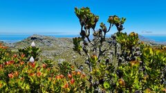 Leucadendron strobilinum