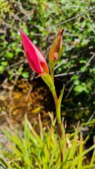 Disa uniflora