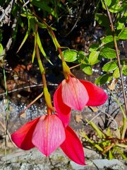 Disa uniflora