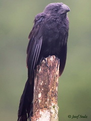 Crotophaga sulcirostris