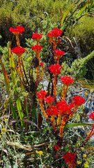 Crassula coccinea