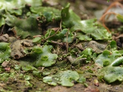 Marchantia polymorpha