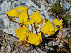 Disa tenuifolia